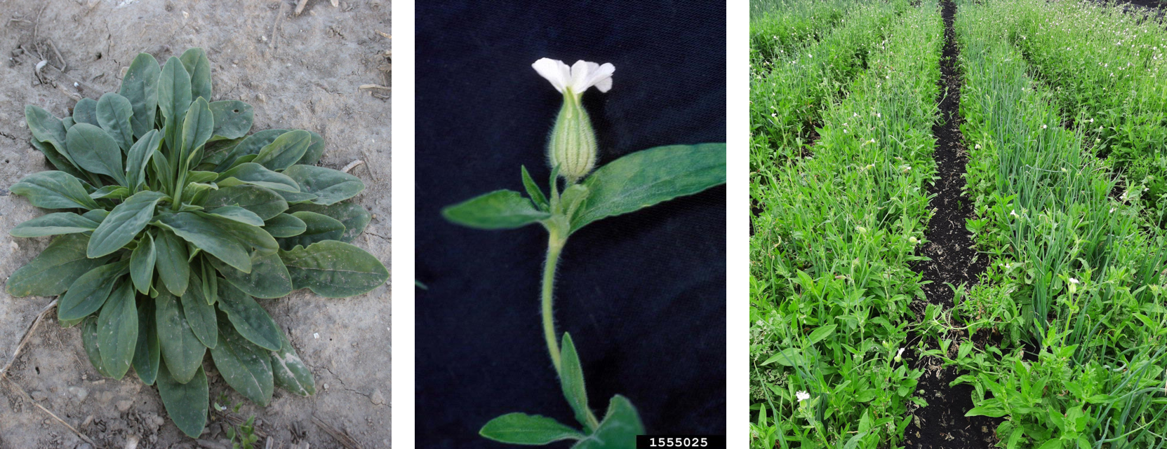 三张白阵营图片显示玫瑰花和洋葱田渗透